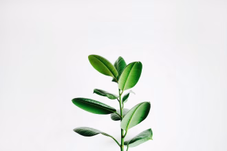 Cultivo agrícola verde como referencia a biotecnología y residuos del campo.