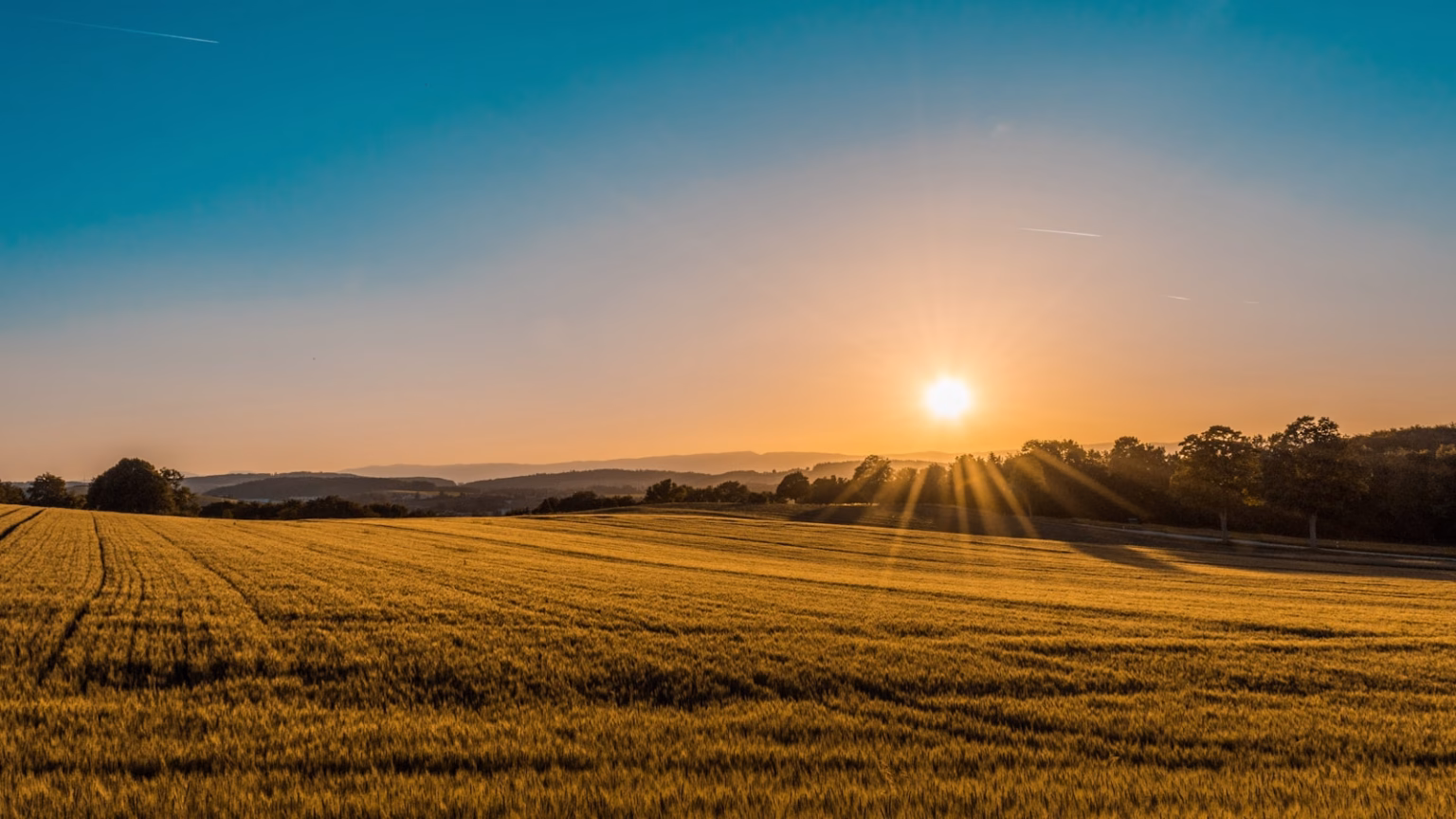 Campo agrícola verde asociado a la producción de fibra natural de cáñamo.