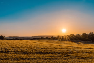 Campo agrícola verde asociado a la producción de fibra natural de cáñamo.