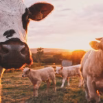 Invernadero agricola con cultivos ordenados y luz natural