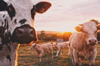 Invernadero agricola con cultivos ordenados y luz natural