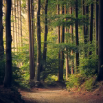 Bosque verde iluminado por el sol, imagen asociada a sostenibilidad verificable y comunicación ambiental.