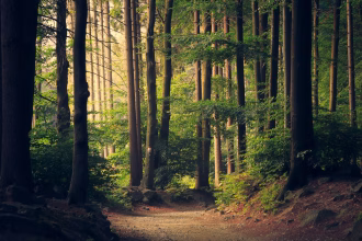 Bosque verde iluminado por el sol, imagen asociada a sostenibilidad verificable y comunicación ambiental.